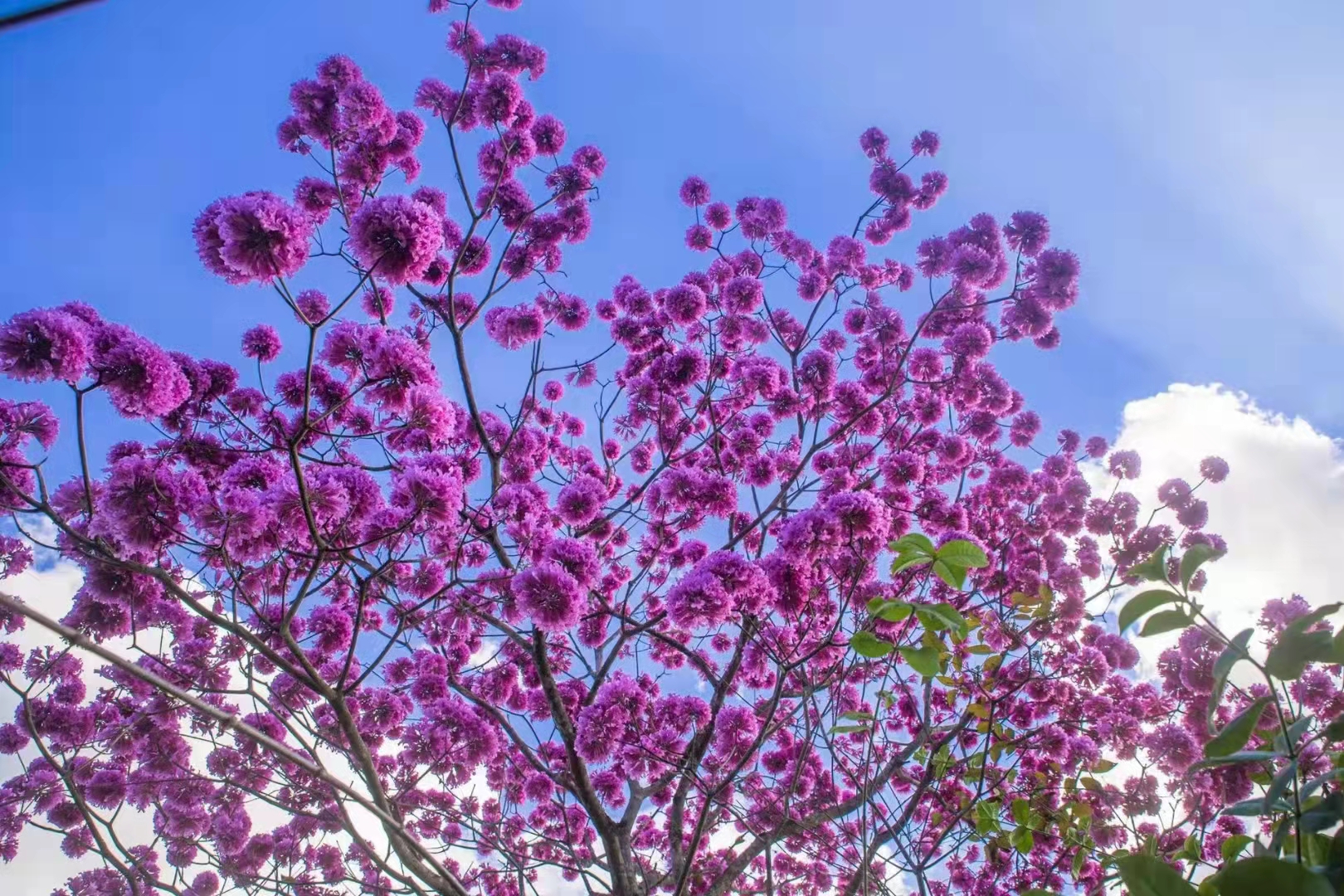A tree in full blossom in XTBG