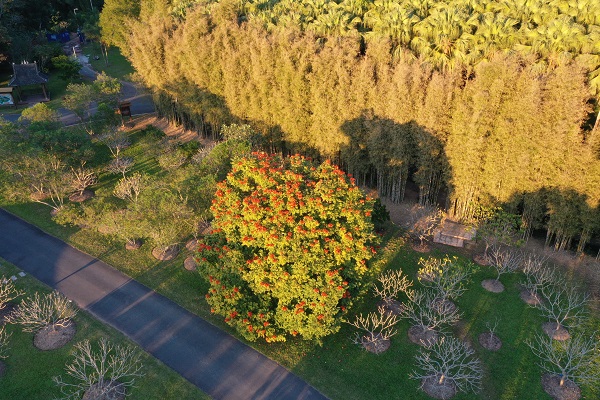 Part of the Flower Garden of XTBG