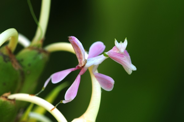 Orchid mantis