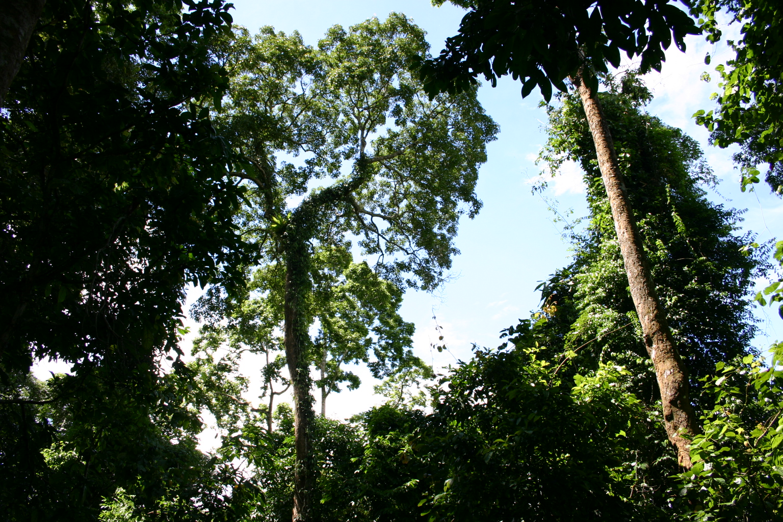 How does mercury accumulation vary in tropical forests?