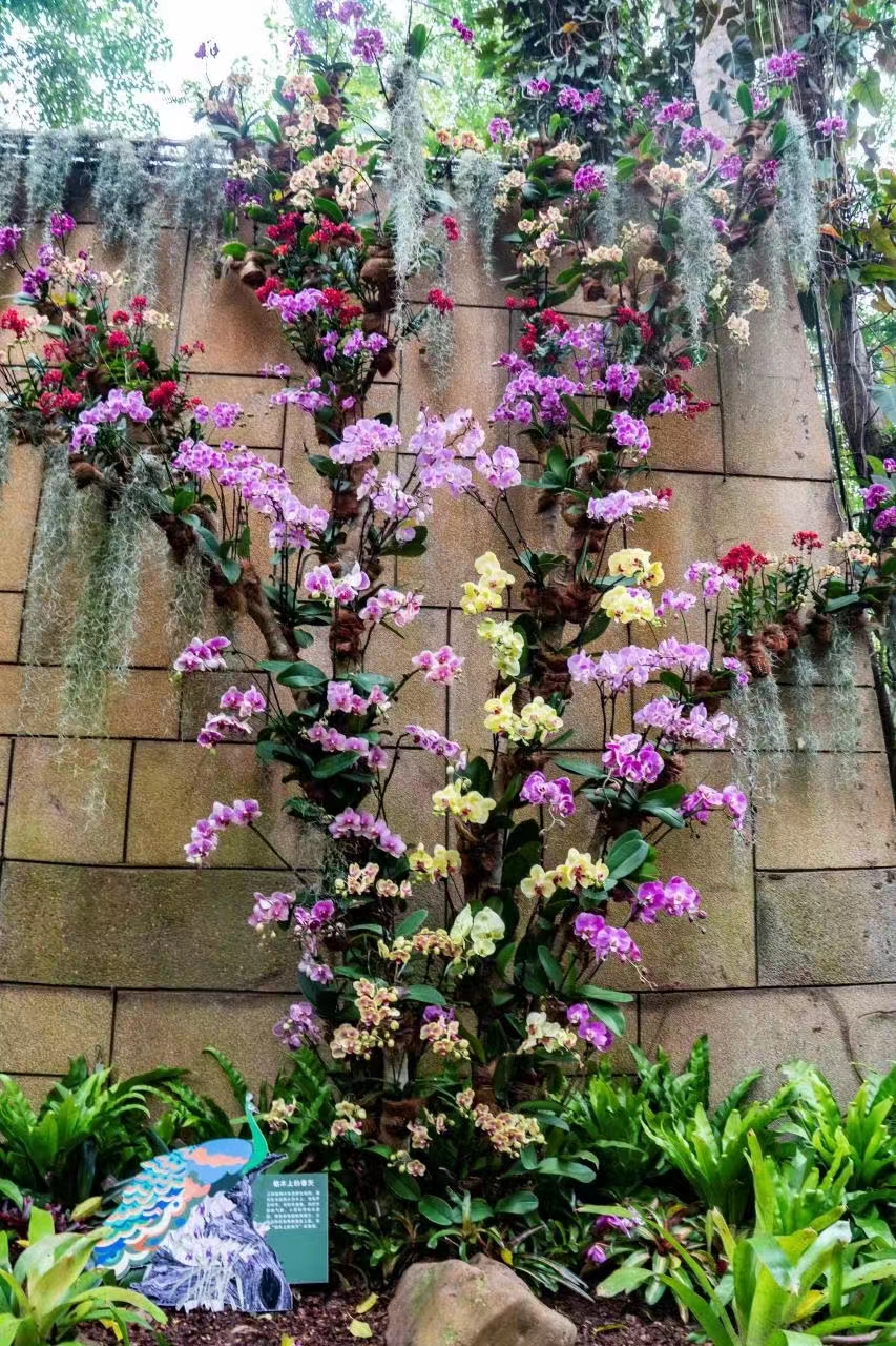 The Orchid Show 2022 at XTBG