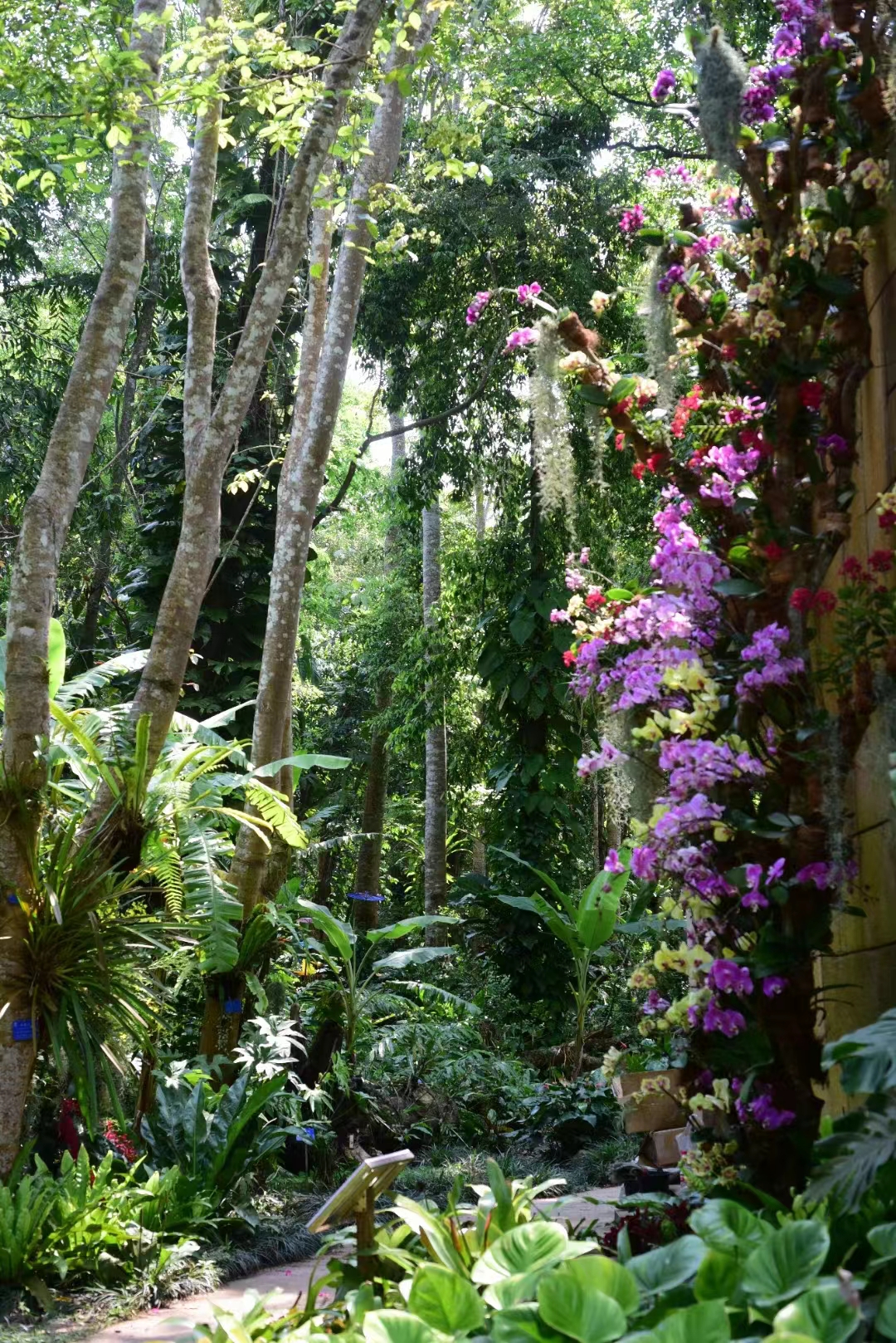 The Orchid Show 2022 at XTBG