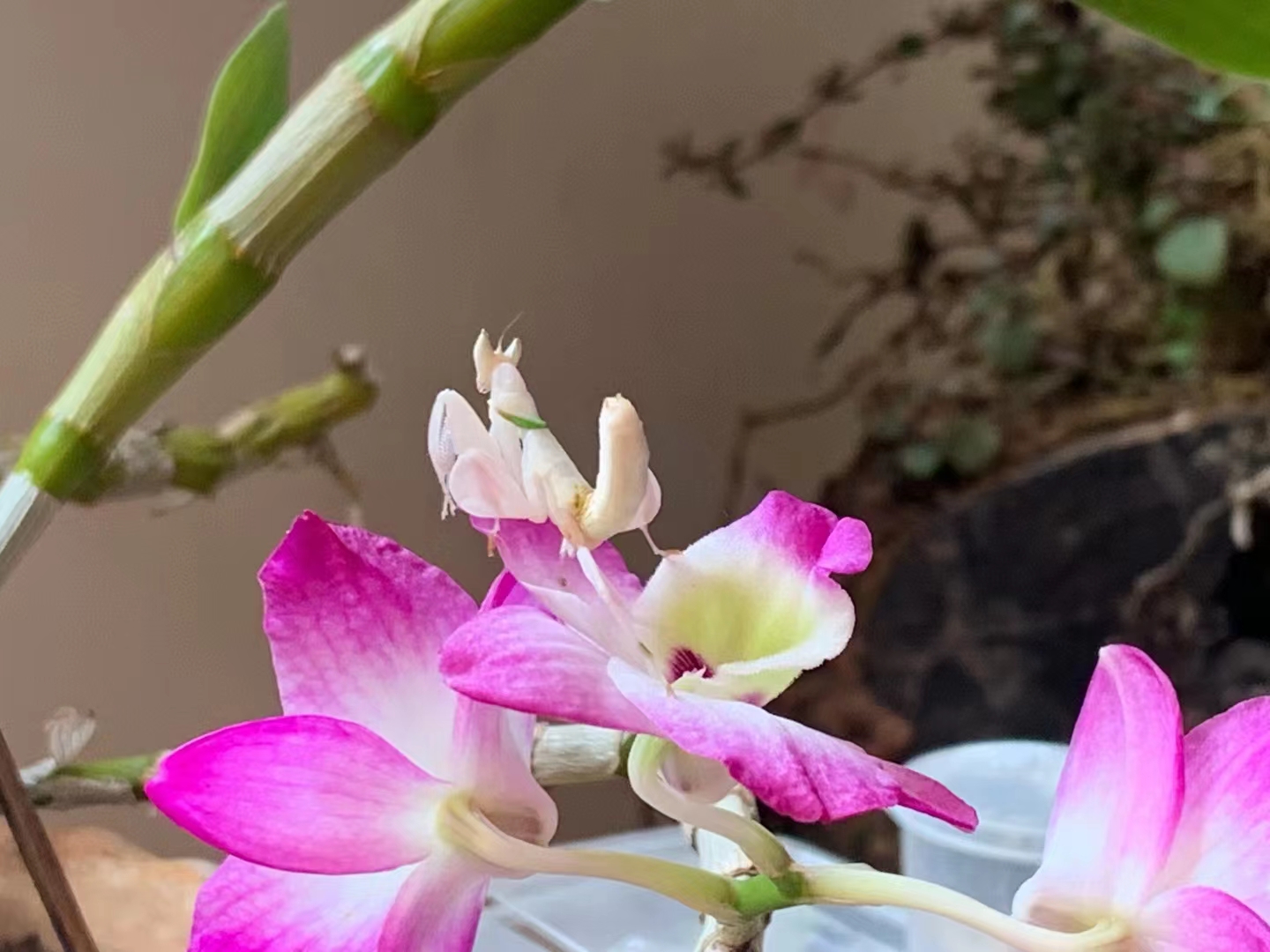 The Orchid Show 2022 at XTBG