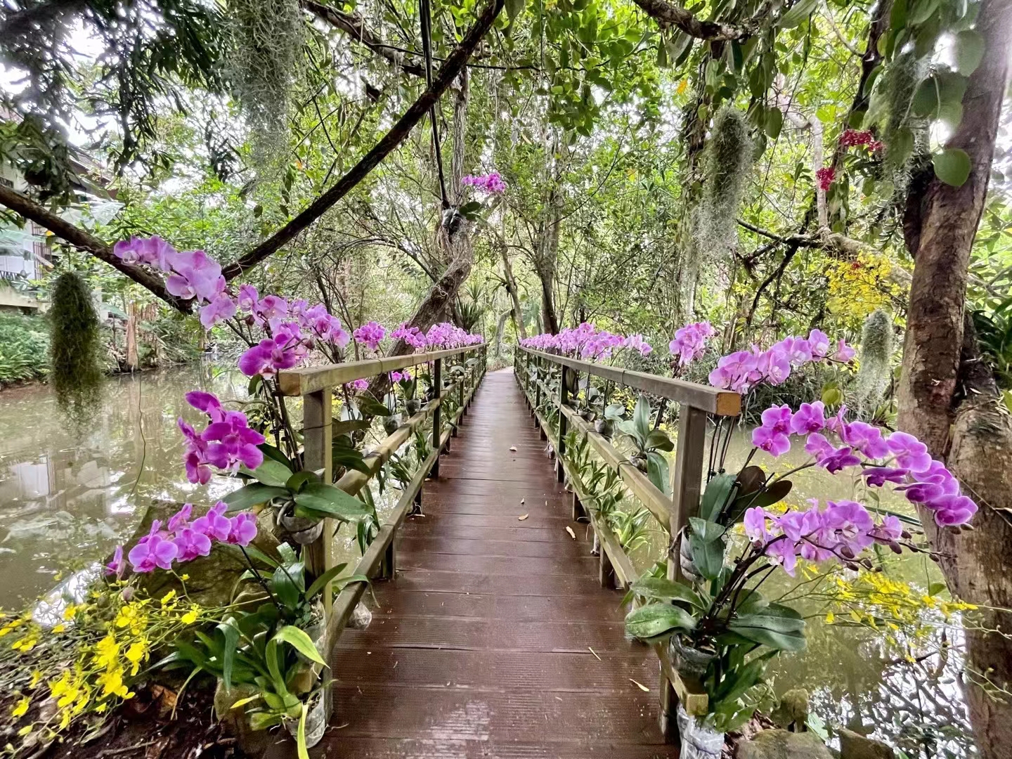 The Orchid Show 2022 at XTBG