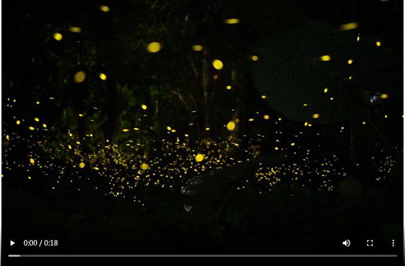 Glowing fireflies in Xishuangbanna