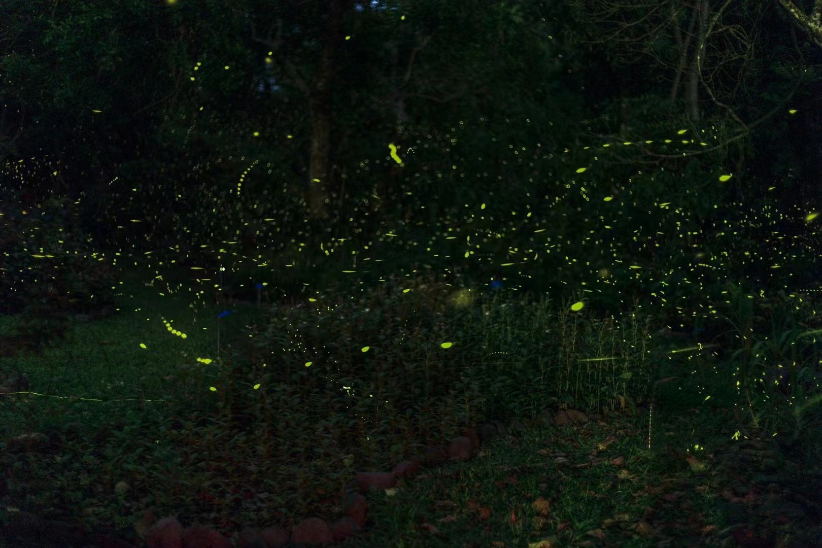 Glowing fireflies in Xishuangbanna