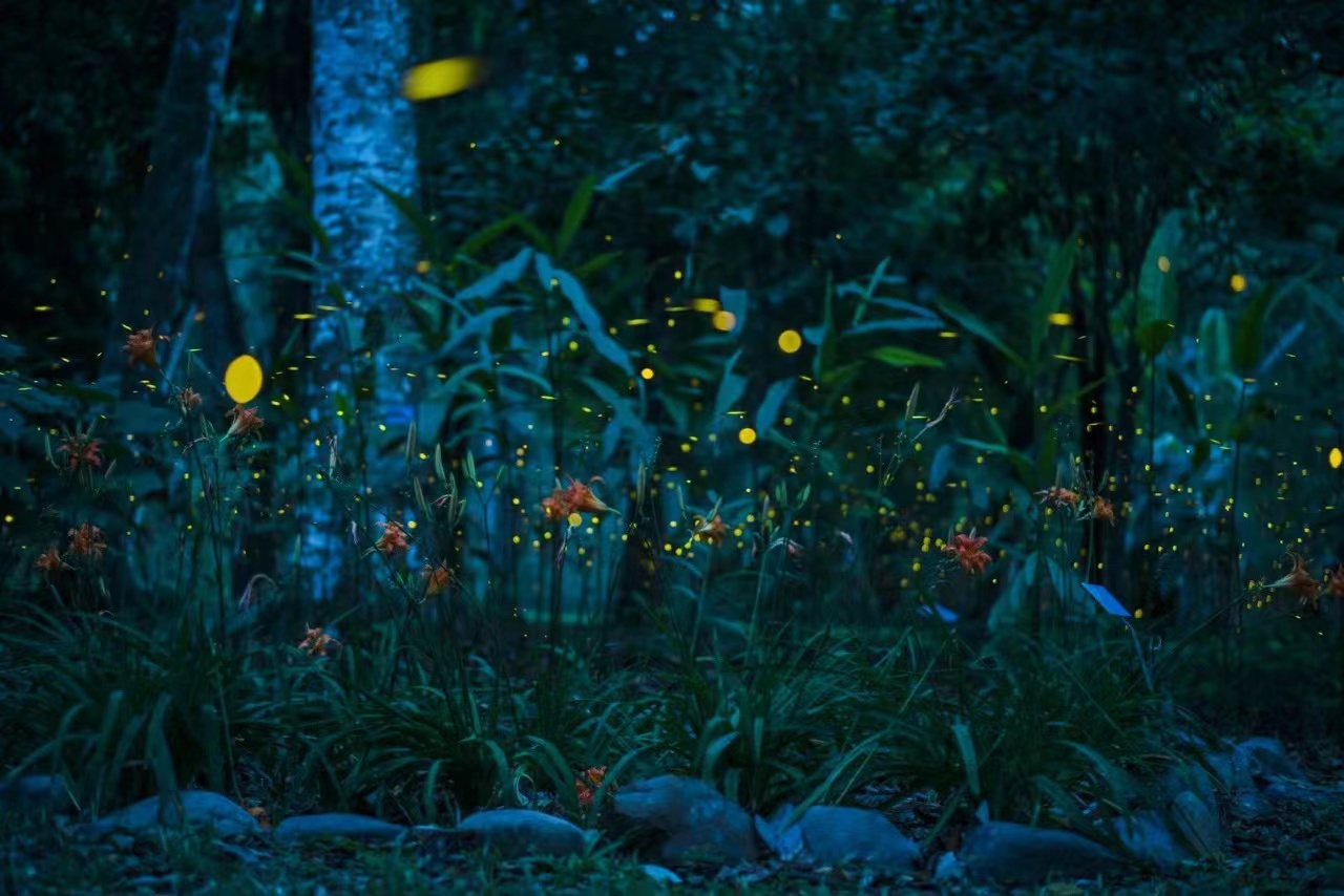 Glowing fireflies in Xishuangbanna