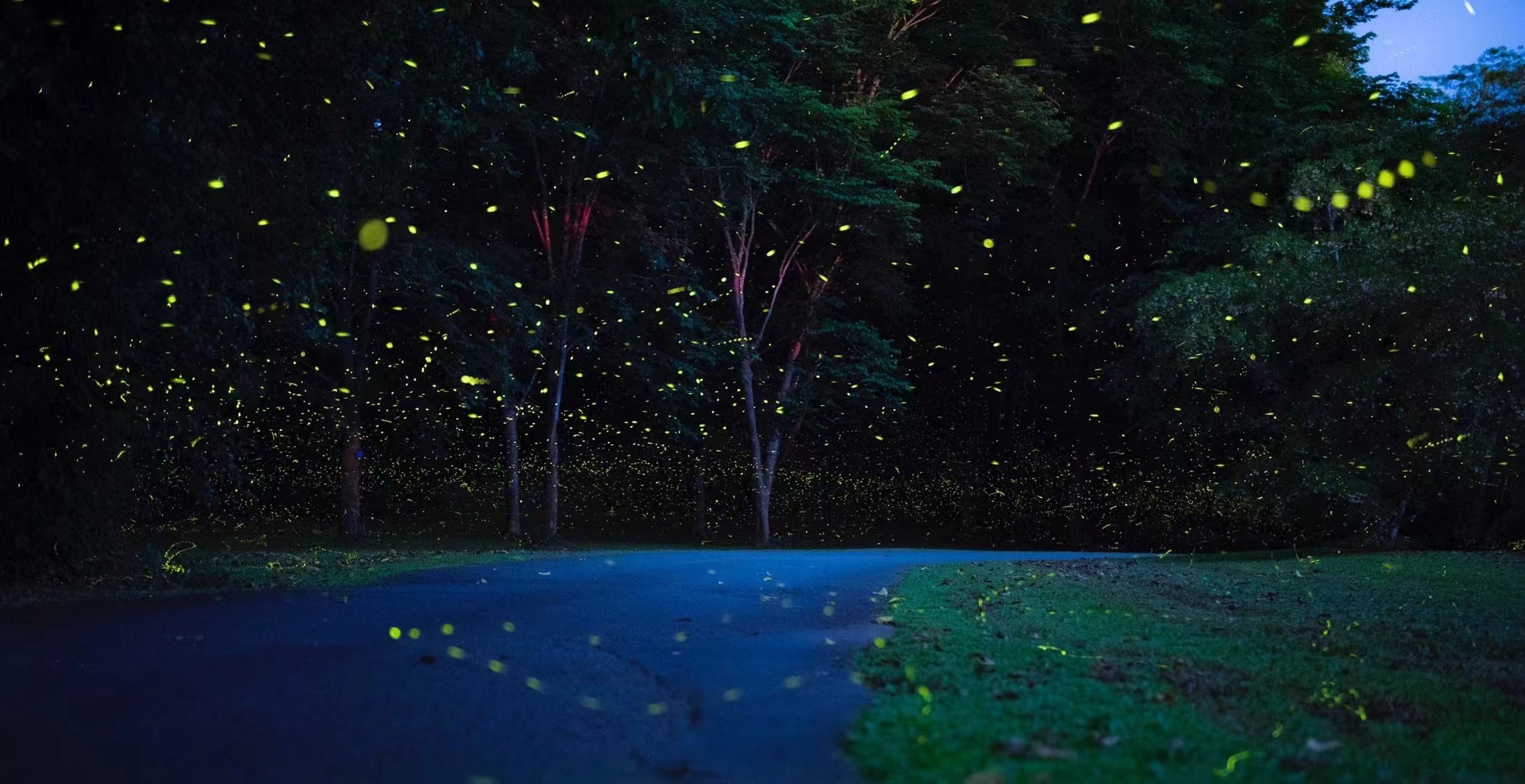 Glowing fireflies in Xishuangbanna