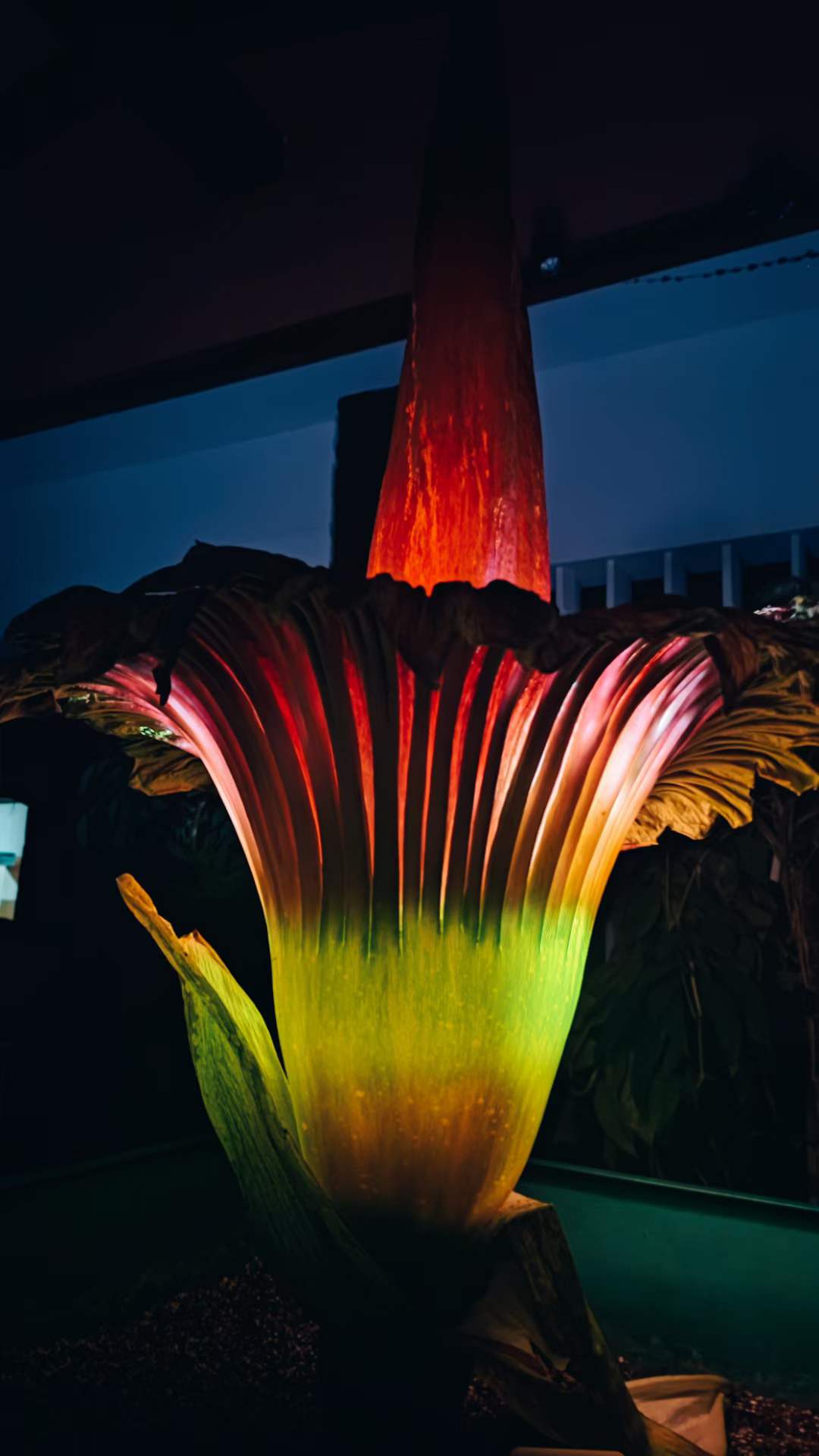 World's smelliest flower blooms at Xishuangbanna Tropical Botanical Garden