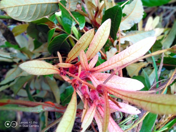 Two new Engelhardia species of big tree reported