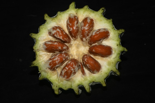 New Hodgsonia species reported form Motuo, Tibet