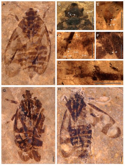 New genus of spittlebugs reported from central Tibetan Plateau