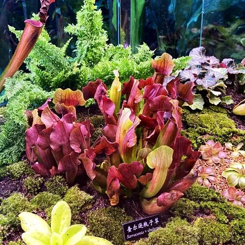XTBG holds first carnivorous plants exhibition