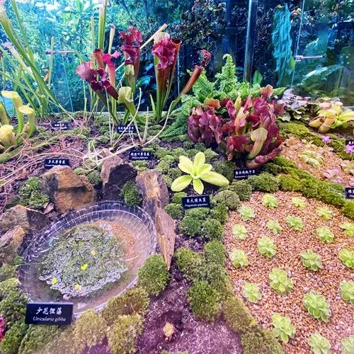 XTBG holds first carnivorous plants exhibition