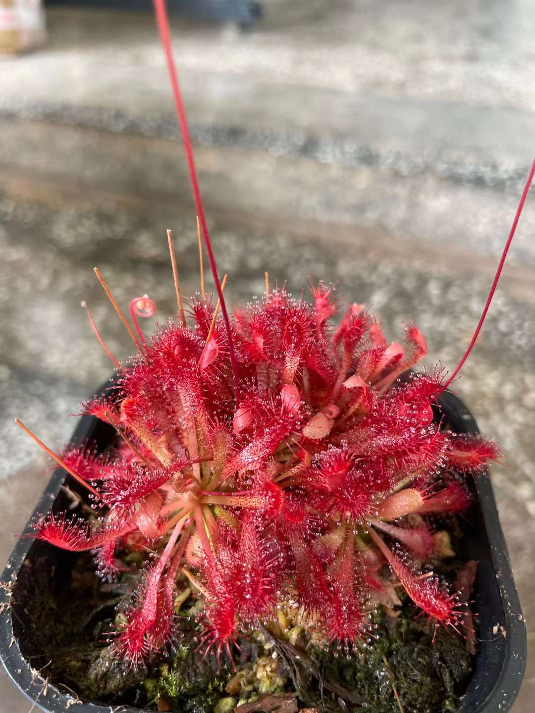 XTBG holds first carnivorous plants exhibition