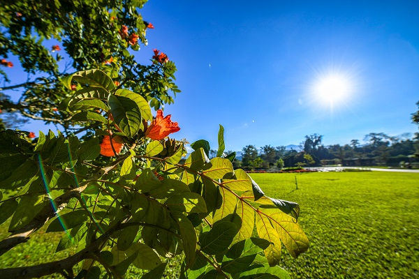 Landscape of XTBG