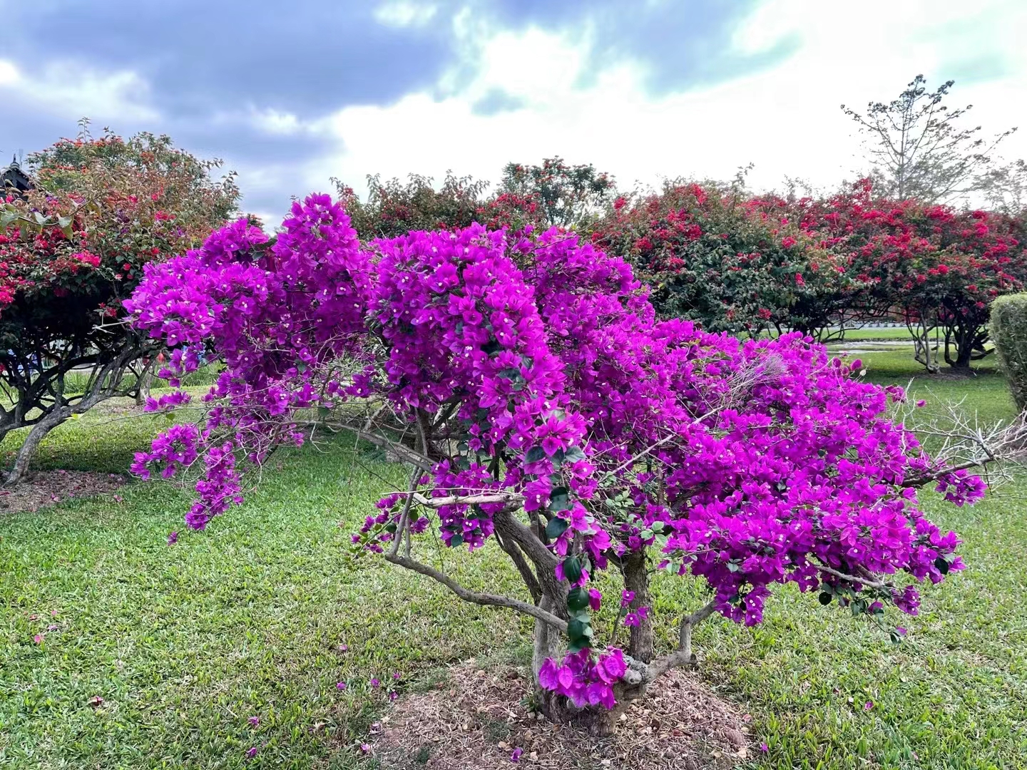Bougainvillea on display at XTBG