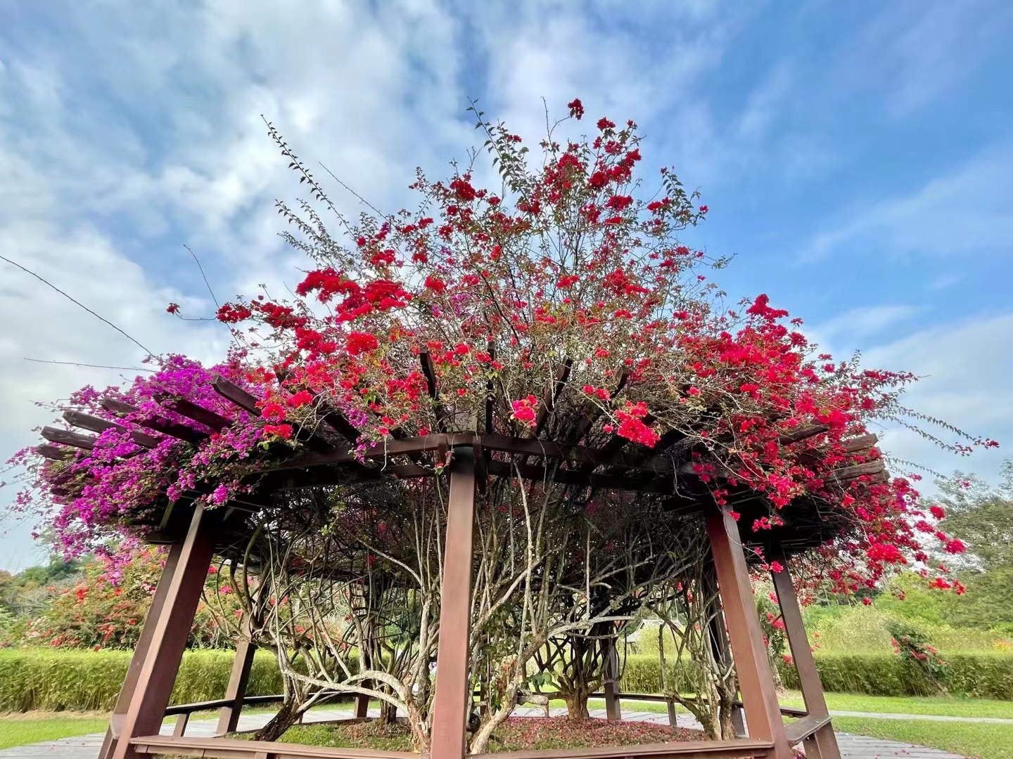 Bougainvillea on display at XTBG