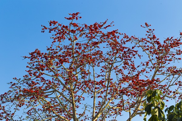 XTBG in early Spring