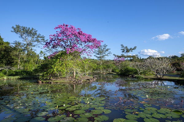 XTBG in early Spring