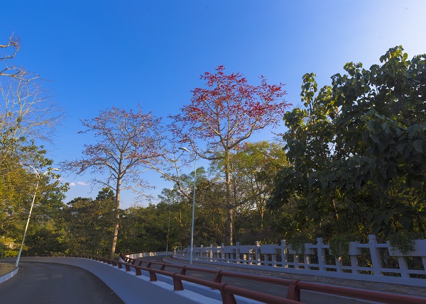 XTBG in early Spring