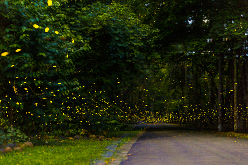 Glowing fireflies light up night in Xishuangbanna, SW China’s Yunnan