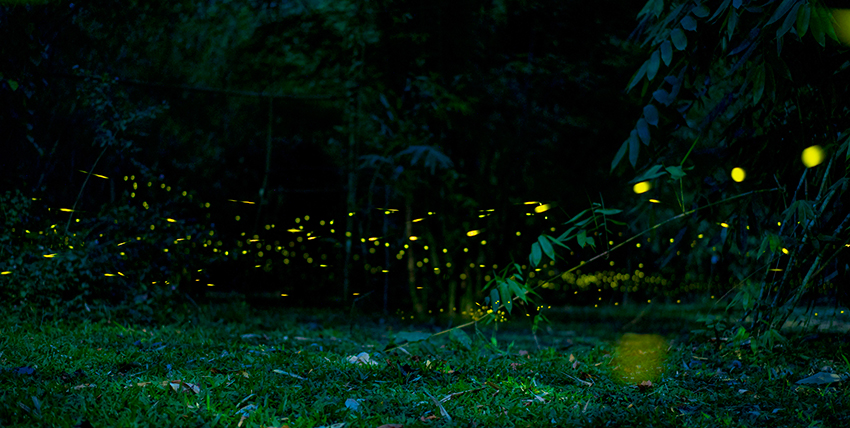 Glowing fireflies light up night in Xishuangbanna, SW China’s Yunnan