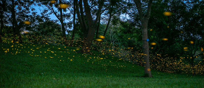 Glowing fireflies light up night in Xishuangbanna, SW China’s Yunnan