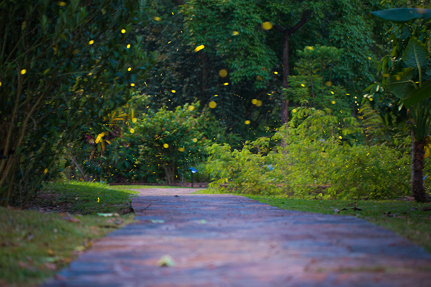 Glowing fireflies light up night in Xishuangbanna, SW China’s Yunnan