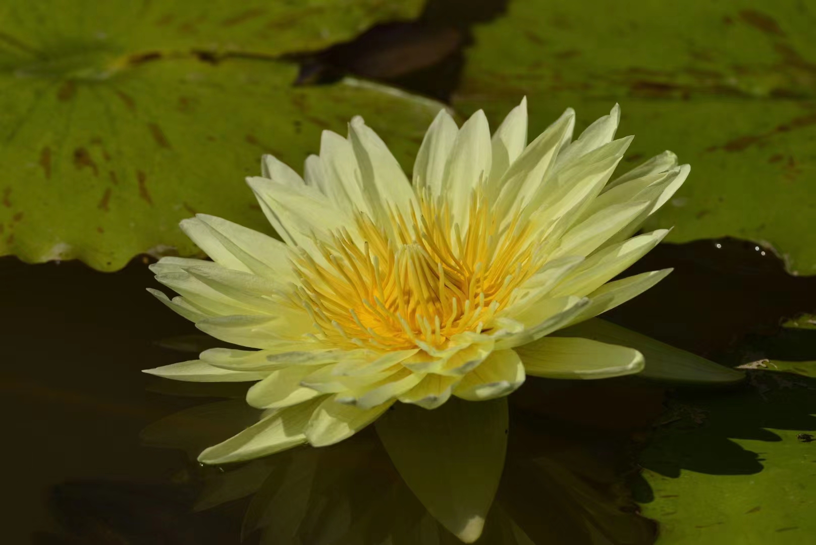 Blossoming flower in XTBG in May and June