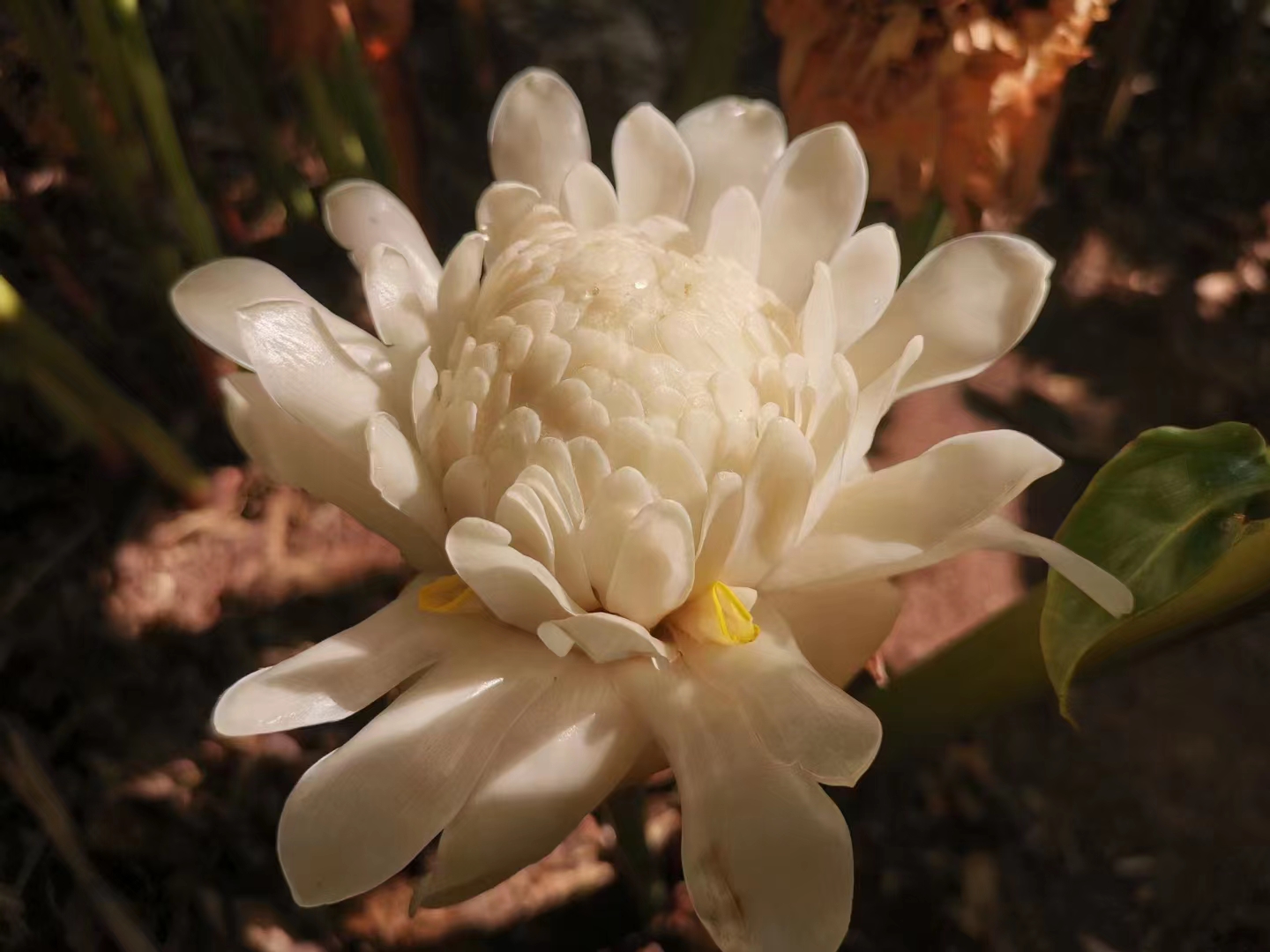 Blossoming flower in XTBG in May and June