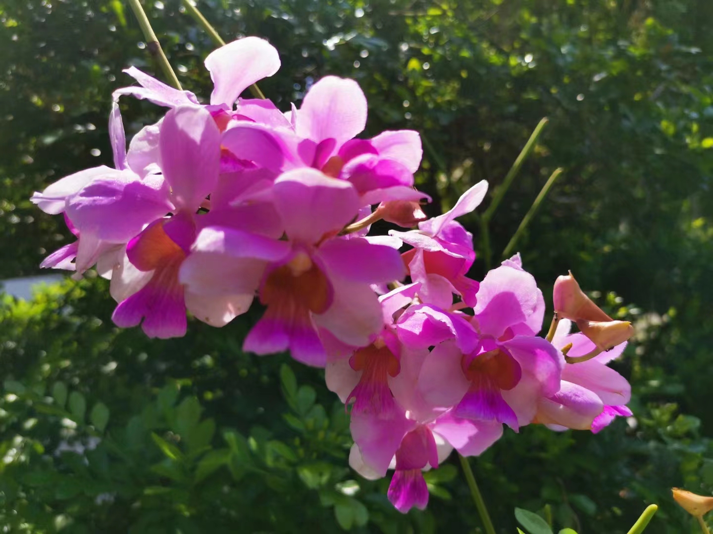 Blossoming flower in XTBG in May and June