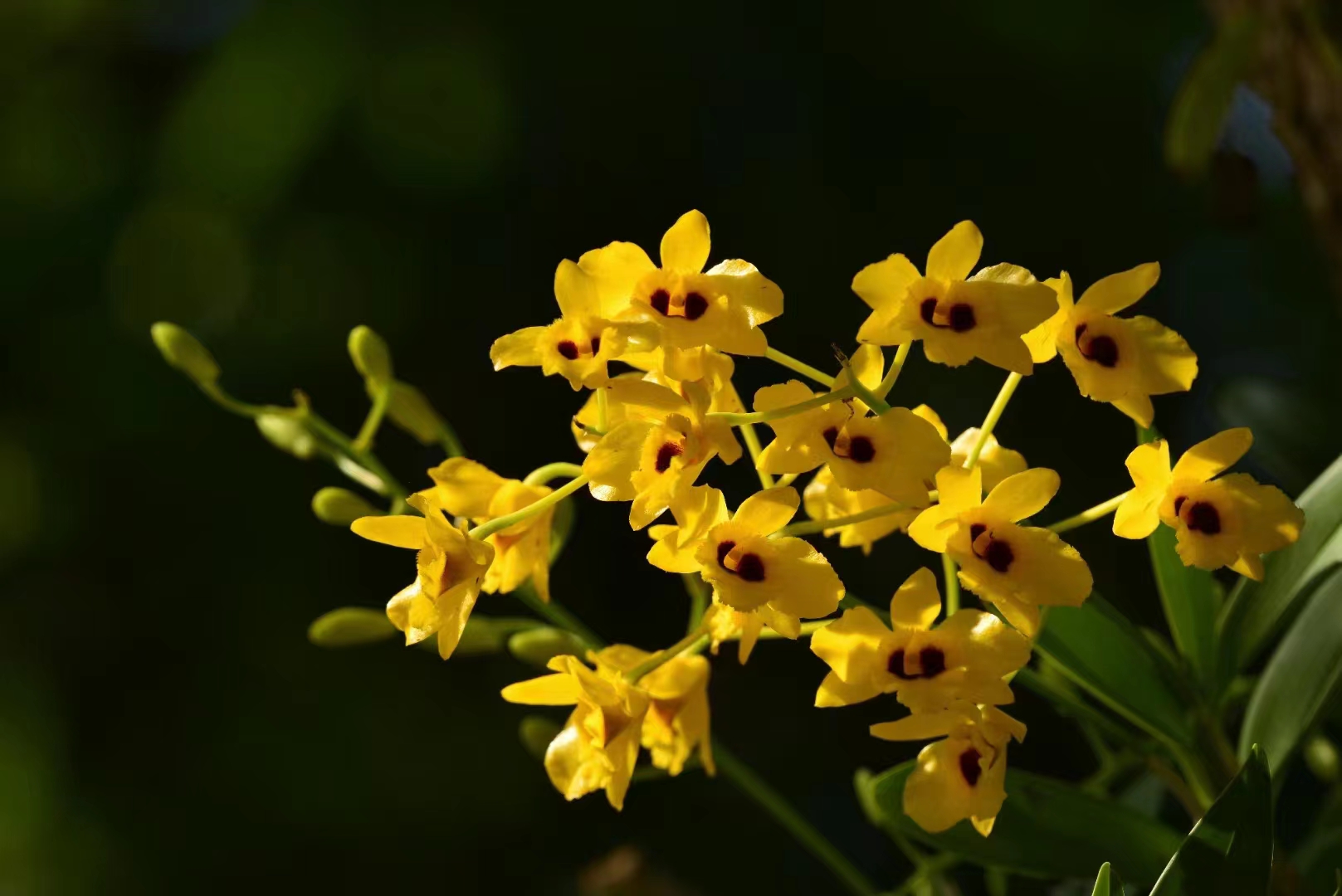 Blossoming flower in XTBG in May and June