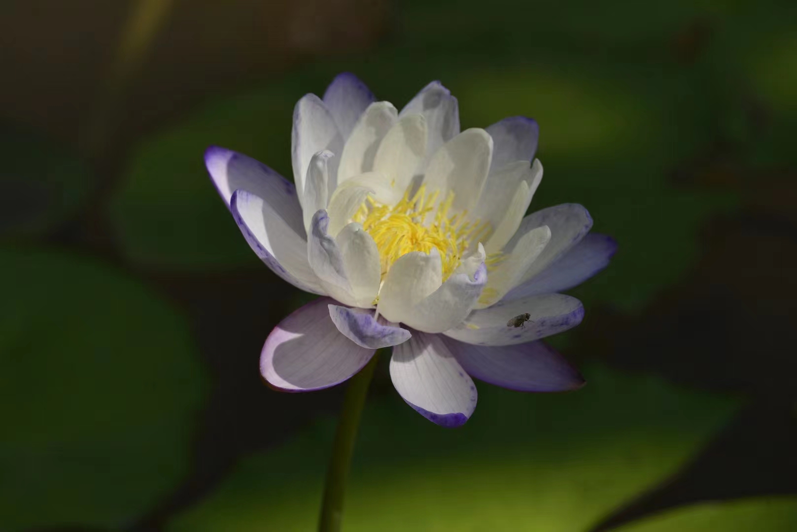 Blossoming flower in XTBG in May and June