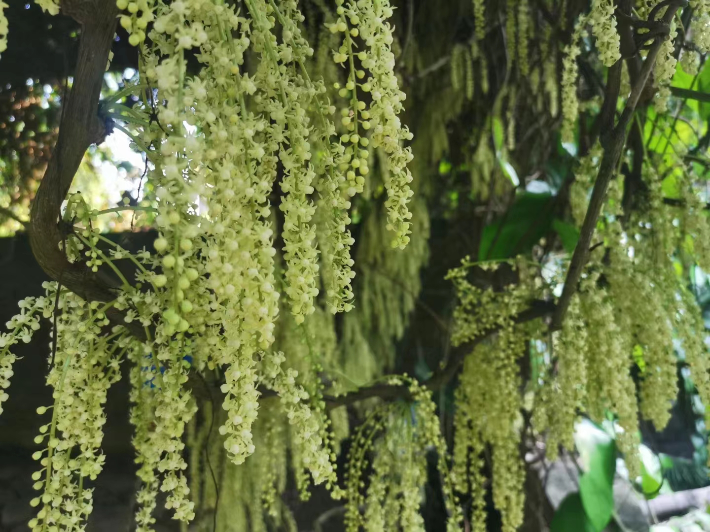 Blossoming flower in XTBG in May and June