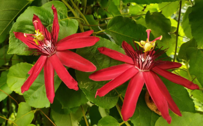 8 new cultivars of passion flower got registered by Passiflora Society International