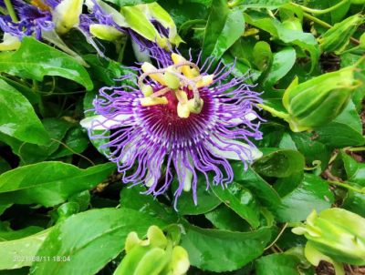 8 new cultivars of passion flower got registered by Passiflora Society International