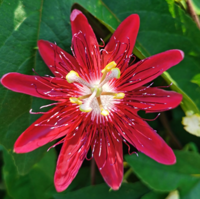 8 new cultivars of passion flower got registered by Passiflora Society International