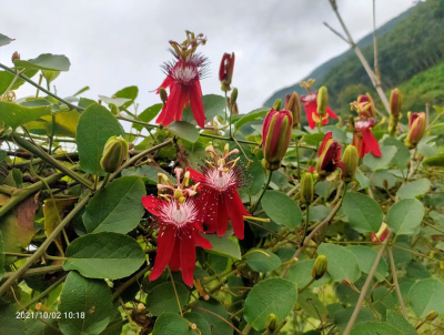 8 new cultivars of passion flower got registered by Passiflora Society International