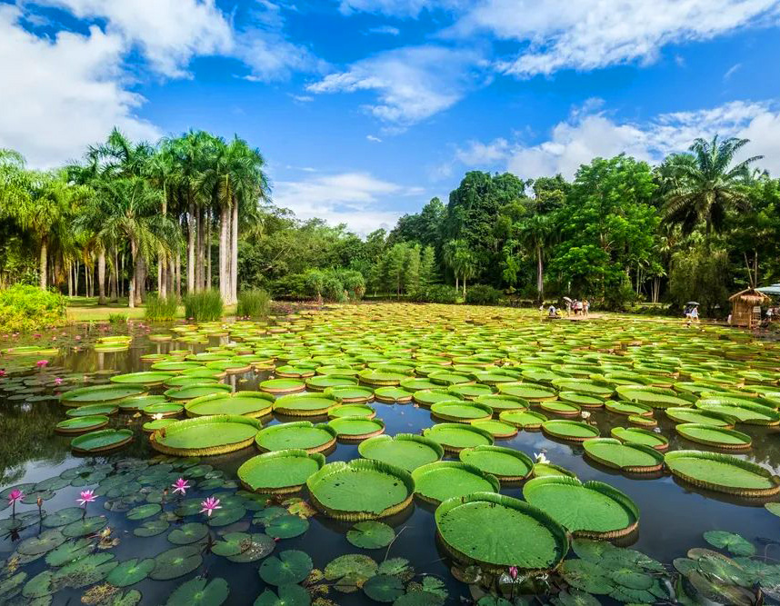 Royal Water Lily Pond