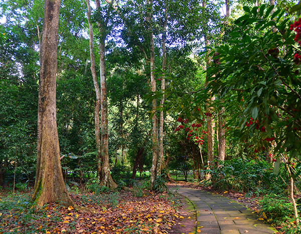 XTBG Arboretum