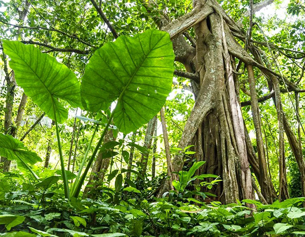 Ficus Garden
