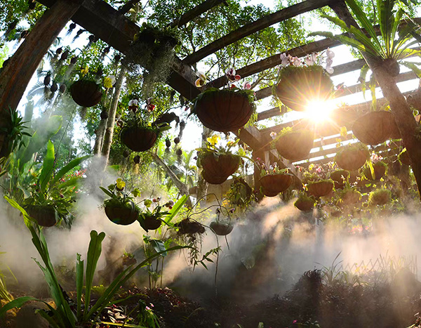 Shade Plant Garden