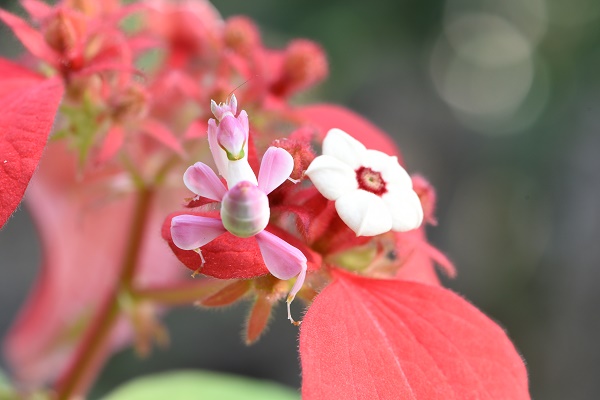 Orchid mantises: unveiling structural basis of their unprecedented gliding ability