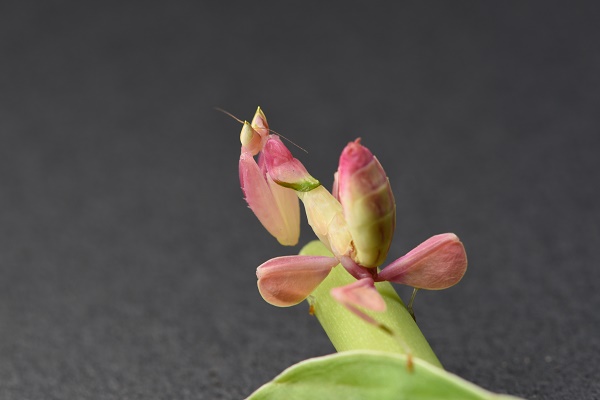 Orchid mantises: unveiling structural basis of their unprecedented gliding ability