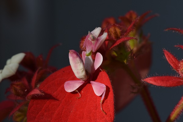 Orchid mantises: unveiling structural basis of their unprecedented gliding ability