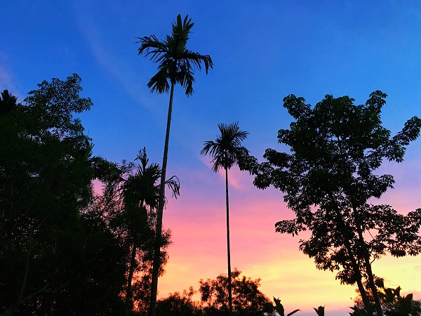 XTBG in sunset