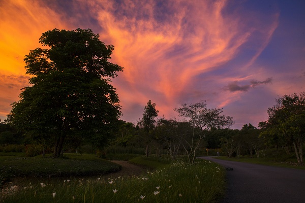 XTBG in sunset