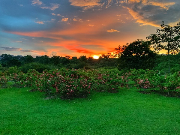 XTBG in sunset
