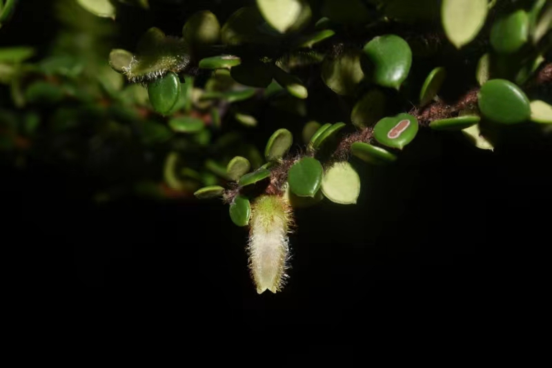 New Agapetes species reported from Xizang